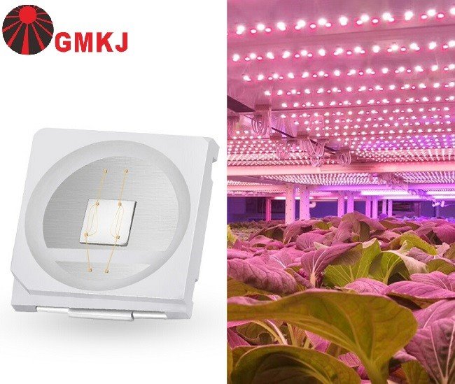 Royal blue led 450nm SMD
